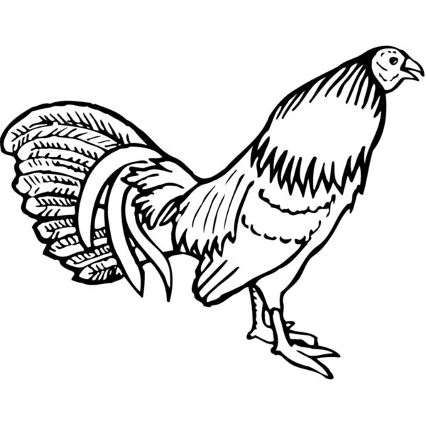 CHICK001 Miniaturansicht