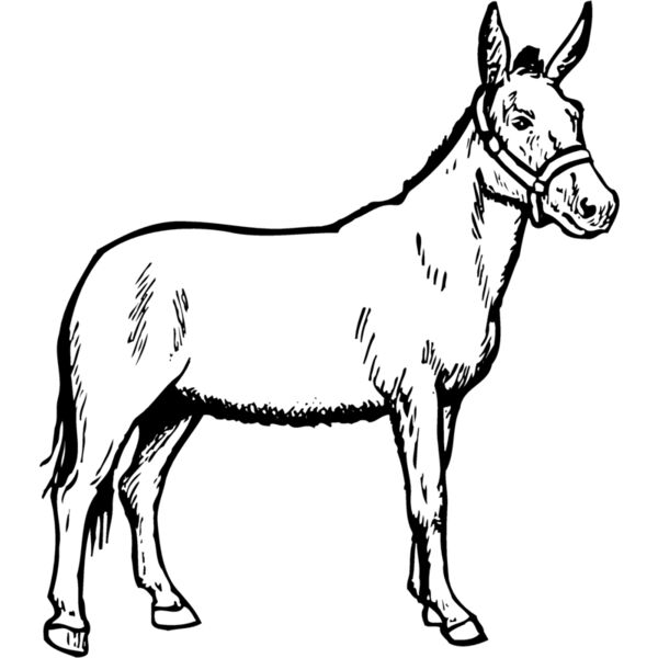 BURRO002 Miniaturansicht