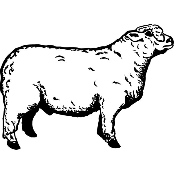 SHEEP011 Miniaturansicht
