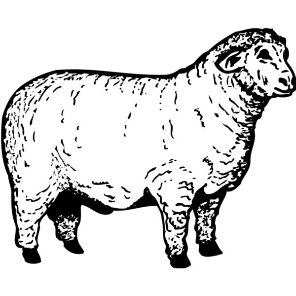 SHEEP012 Miniaturansicht