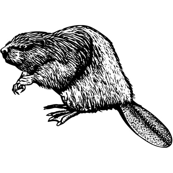 BEAVER01 Miniaturansicht
