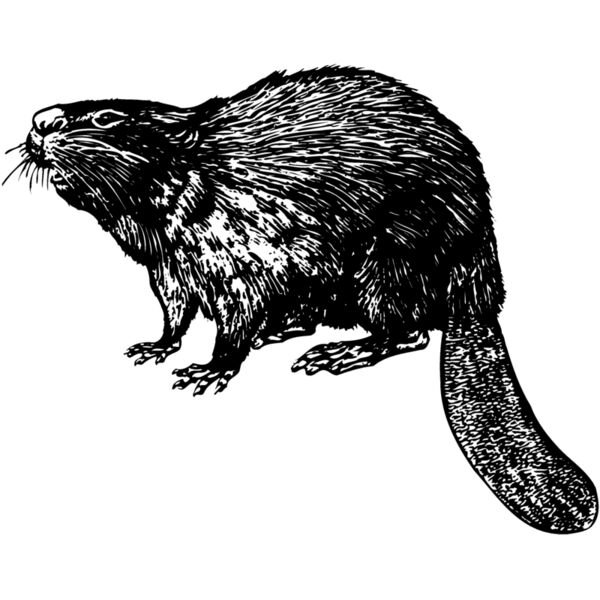 BEAVER02 Miniaturansicht