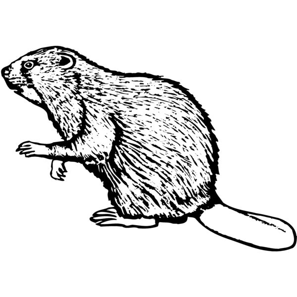 BEAVER03 Miniaturansicht