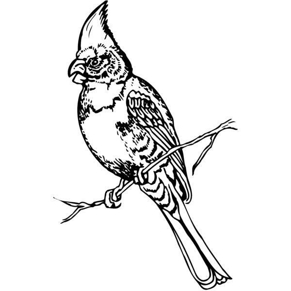 BIRD008 Miniaturansicht