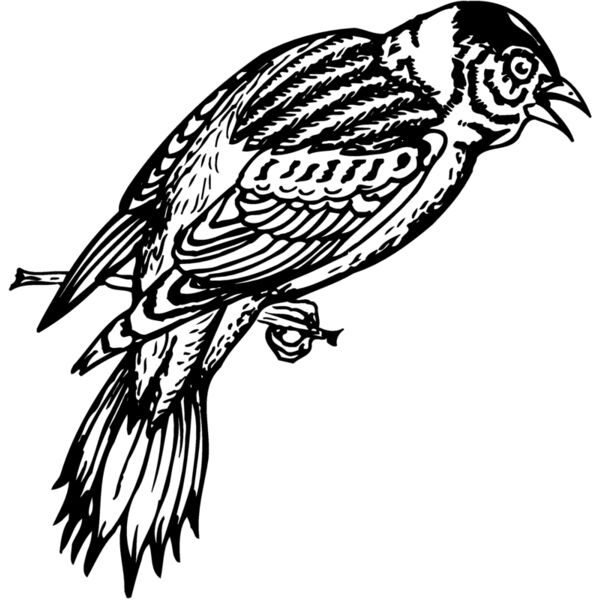 BIRD022 Miniaturansicht