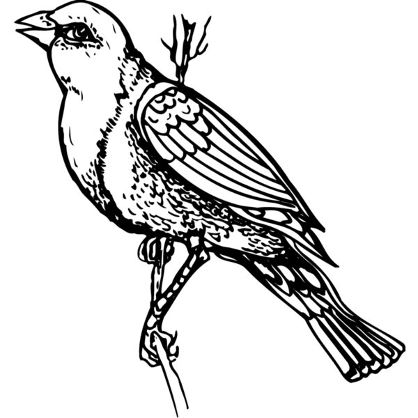 BIRD043 Miniaturansicht