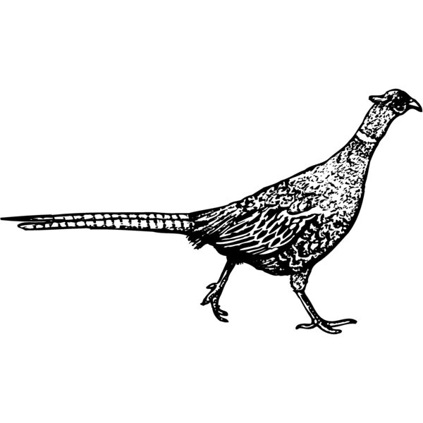 BIRD061 Miniaturansicht