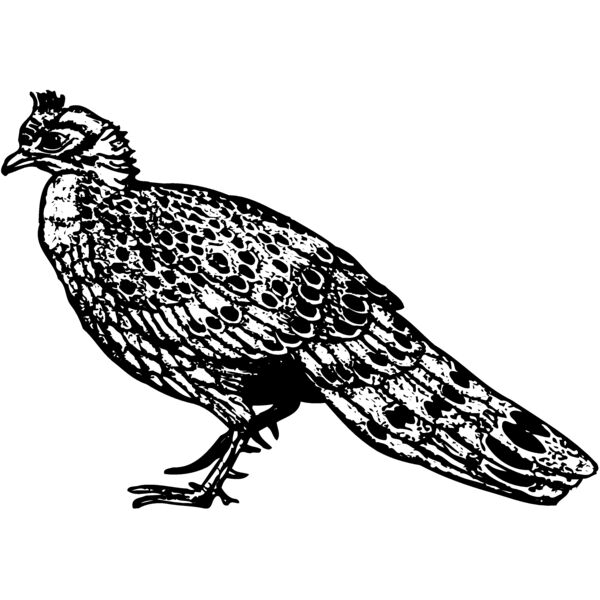 BIRD064 Miniaturansicht