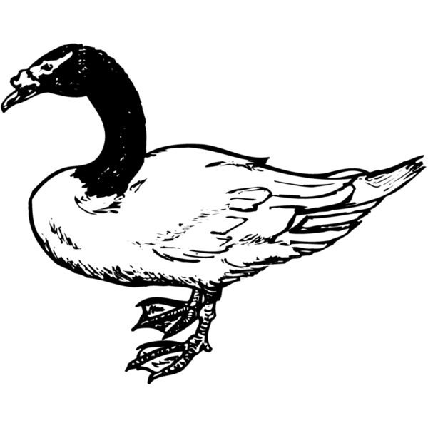 BIRD086 Miniaturansicht