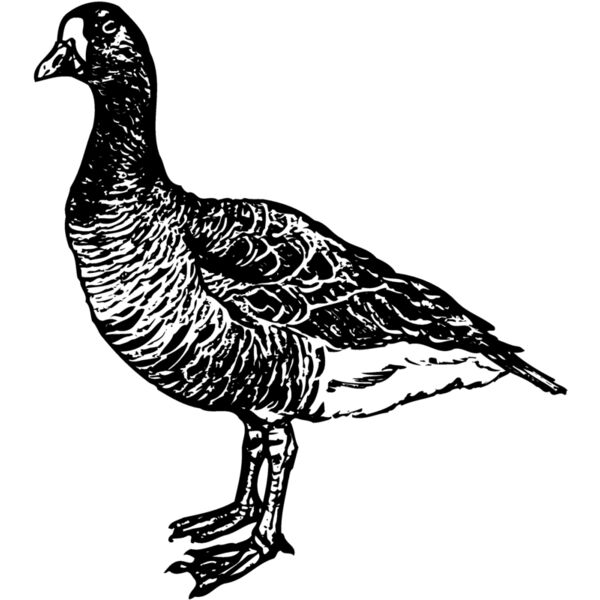 BIRD105 Miniaturansicht