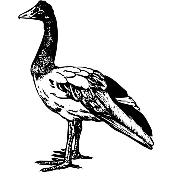 BIRD106 Miniaturansicht