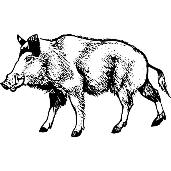 BOAR0001 Miniaturansicht