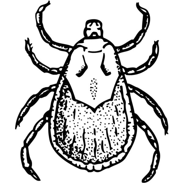 TICK Miniaturansicht