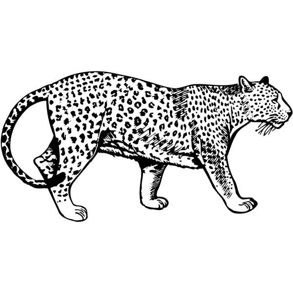 LEOPARD1 Miniaturansicht