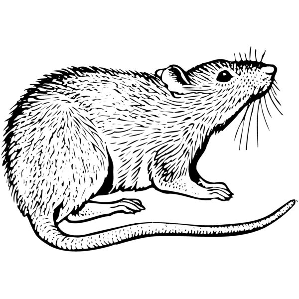 MOUSE003 Miniaturansicht