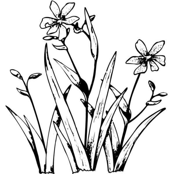 FLOWER19 Miniaturansicht