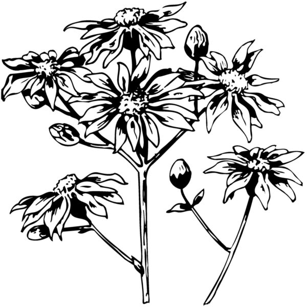 FLOWER28 Miniaturansicht